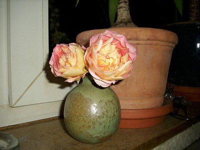 abraham_darby_in_vase.jpg