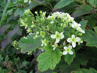 H_querc_SnowflakeIMG_1823_Gartenpur.JPG