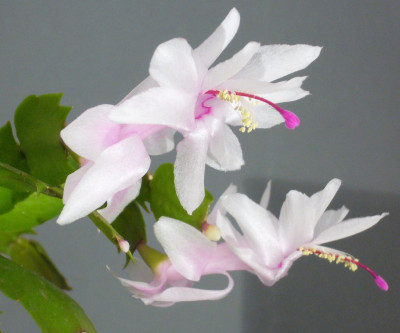 Schlumbergera_wei_11-2013_900x900_80KB.jpg