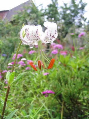 Lilium_welche_Hortu.jpg