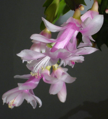 Schlumbergera_rosa-wei_11-2013_900x900_80KB.jpg