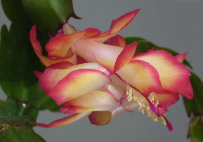 Schlumbergera_Samba_Brasil_11-2013_900x900_80KB.jpg