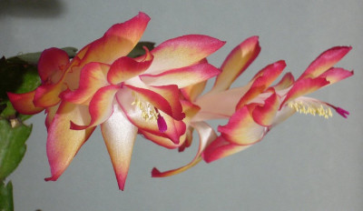 Schlumbergera_Frances_Rollason_11-2013_900x900_80KB.jpg