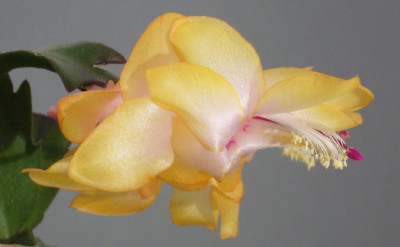 Schlumbergera_Outono_Brasil_11-2013_900x900_80KB.jpg