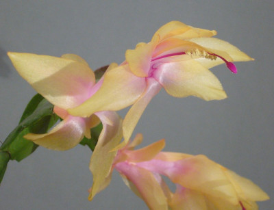 Schlumbergera_Sol_Brasil_11-2013_900x900_80KB.jpg