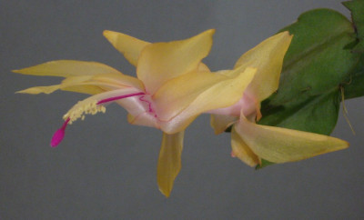 Schlumbergera_Gold_Charm_11-2013_900x900_80KB.jpg