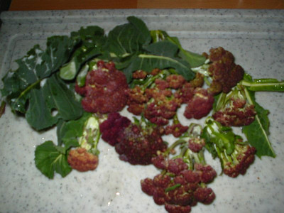 Ernte_10.11.13.jpg