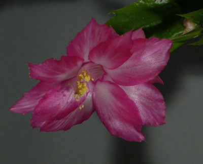 Schlumbergera_Pink_Chocolate_11-2013_900x900_80KB.jpg