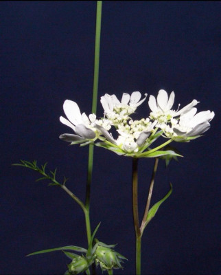 Orlaya_grandiflora.jpg