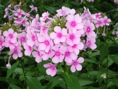 P1010272_phlox1.jpg