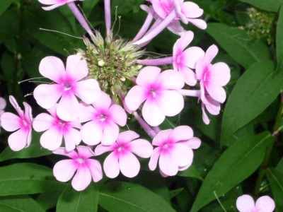 P1010273_phlox2.jpg