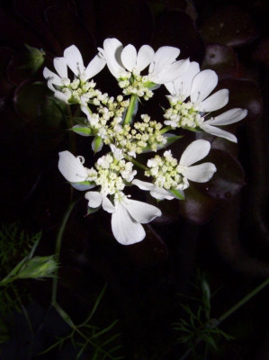 Orlaya_grandiflora_oben.jpg