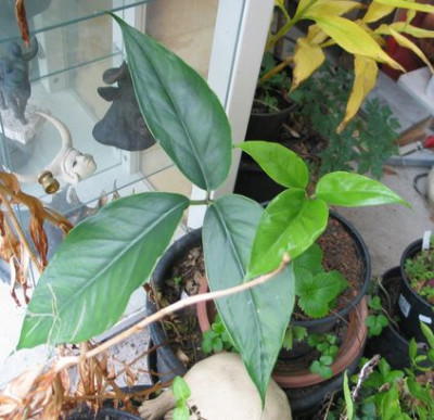 A.grapsospadix-ax.jpg