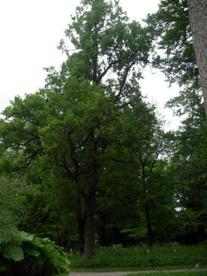 2005-07-07_003.JPG
