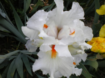 Iris_824.JPG