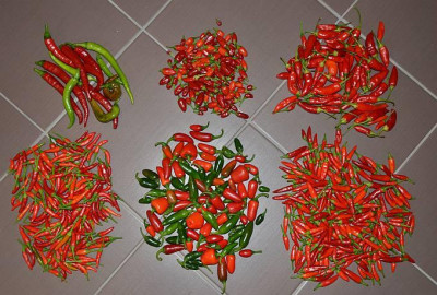 chilis_rot_kat.jpg