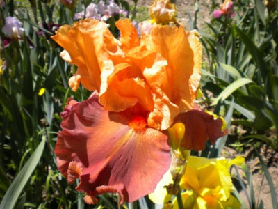 Iris_891.JPG