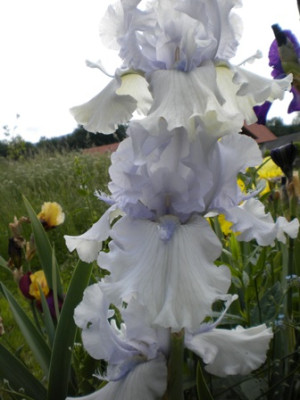Iris_954.JPG
