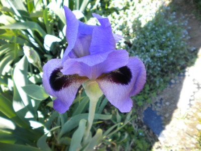 Iris_800.JPG