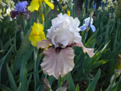 Iris_817.JPG