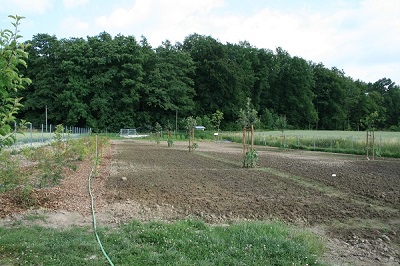 Streuobstwiese_Juli_2013.jpg
