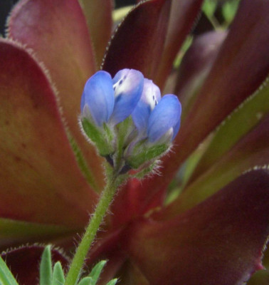 Lupinus_breweri.jpg