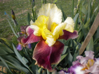Iris_808.JPG