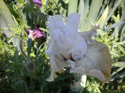 Iris_1193.JPG