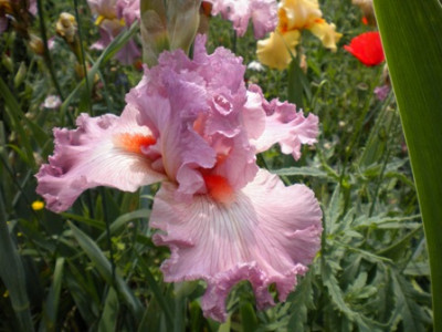 Iris_970.JPG