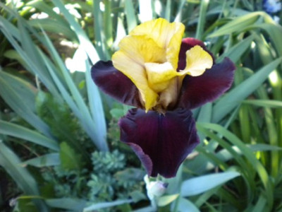 Iris_922.JPG