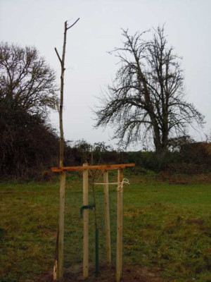 Baumpflanzung_Marzen_Nov_2013_003.JPG