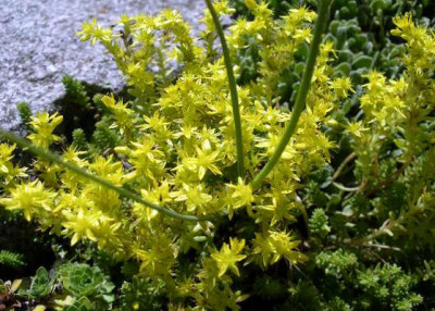 Sedum_acre_2005-07-06.JPG