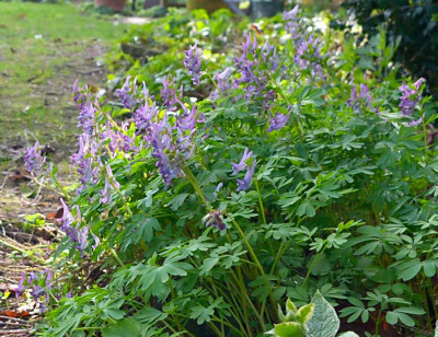 Corydalis-cava-Mar2812-014.jpg