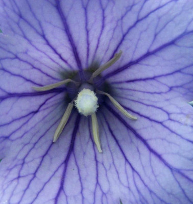 Platycodon_grandiflorum.jpg