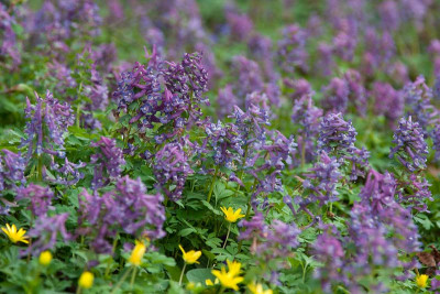 macranthas-Corydalis-4_web.jpg