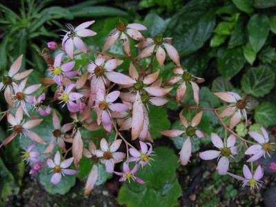 Sax._cortusifolia_Momosekisui__...__17.11.13_005.jpg