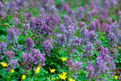 macranthas-Corydalis-4_web-blau.jpg