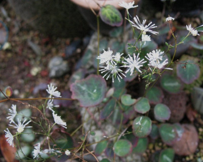 Thalictrum_ichangense_Purple_Mable_____...17.11.13_022.jpg