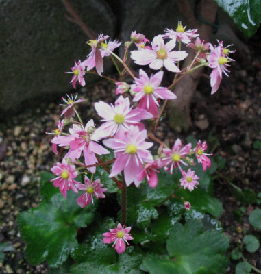 Sax._cortusifolia_Aya__...___17.11.13_002.jpg