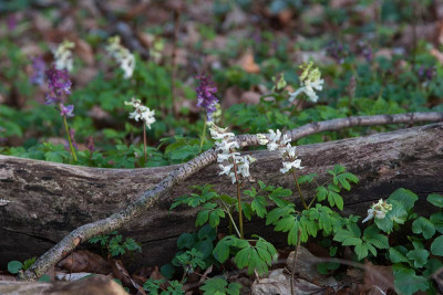 Corydalis-cava_web.jpg