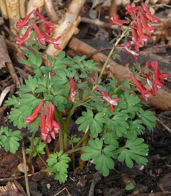 b1704363_corydalis_solida_rot_80k.jpg