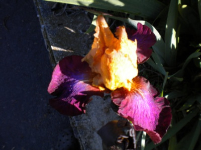 Iris_789.JPG