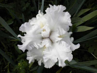 Iris_803.JPG