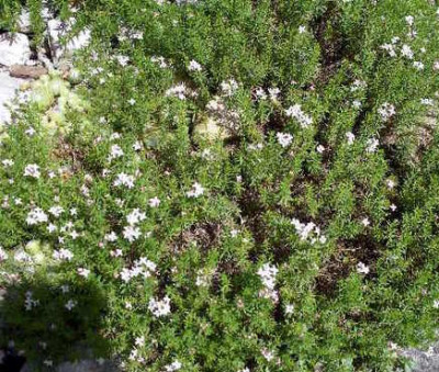 Asperula_hirta_2005-07-06.JPG