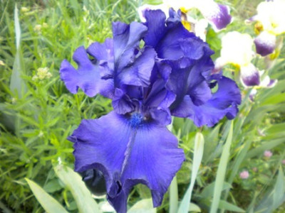 Iris_873.JPG
