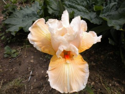 Iris_952.JPG