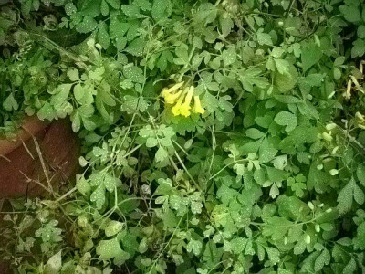 corydalis_heute.jpg