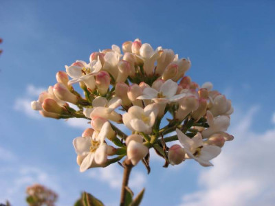 Viburnum_F.jpg