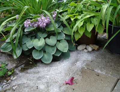 Imgp2038Hagel.jpg