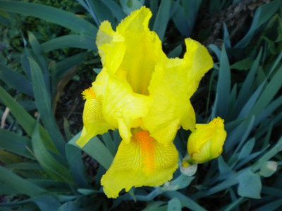 Iris_793.JPG